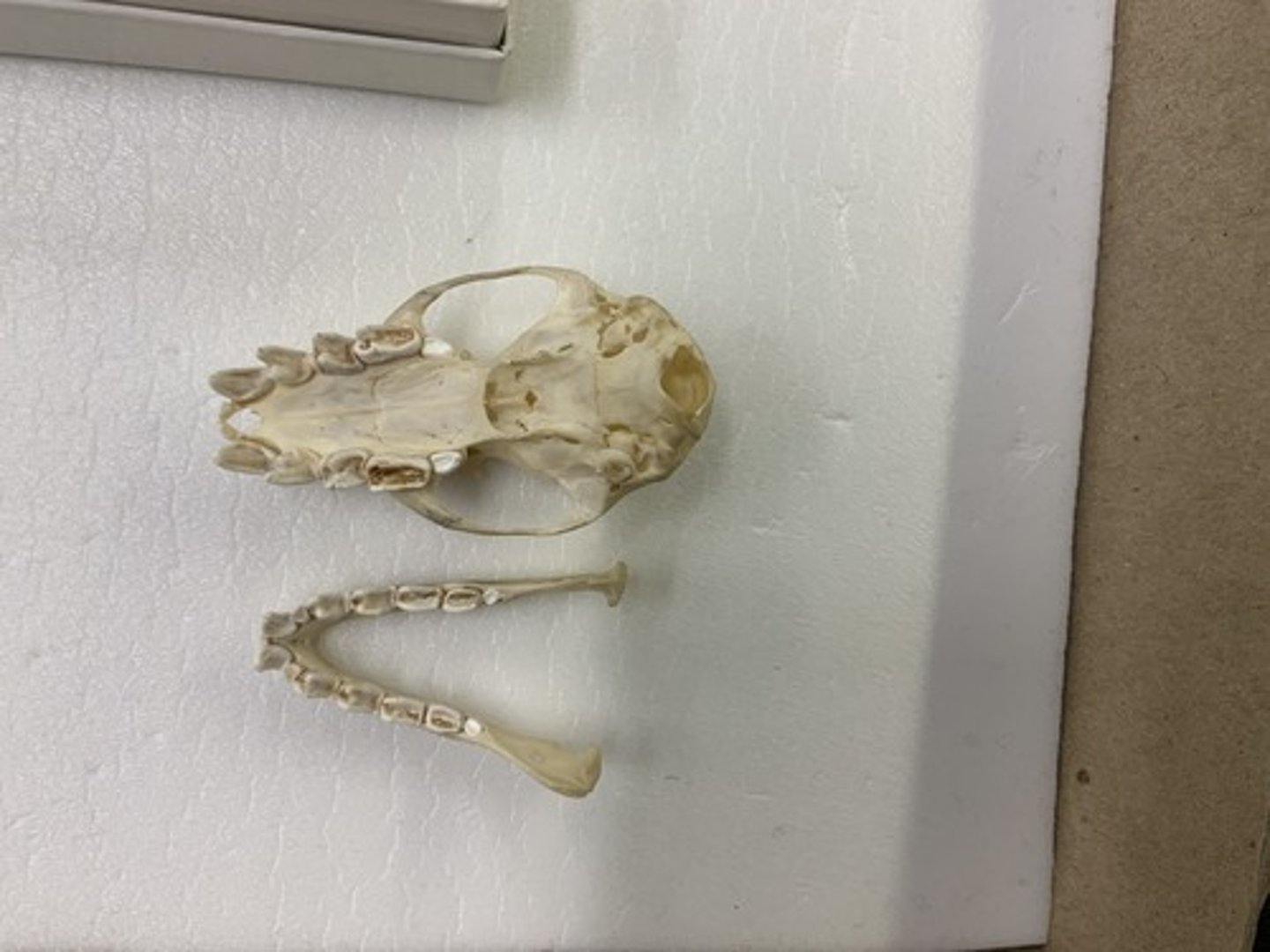 <p>Family, Order, Infraclass, Subclass</p><p>-large, blunt triangular cheek teeth</p><p>-absent angular process; large postorbital process</p><p>-simple pinna</p>