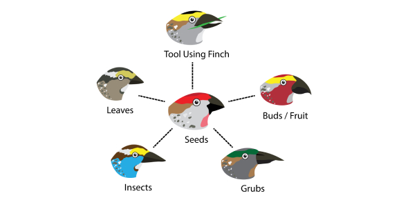 <p>traits that help an organism survive</p>