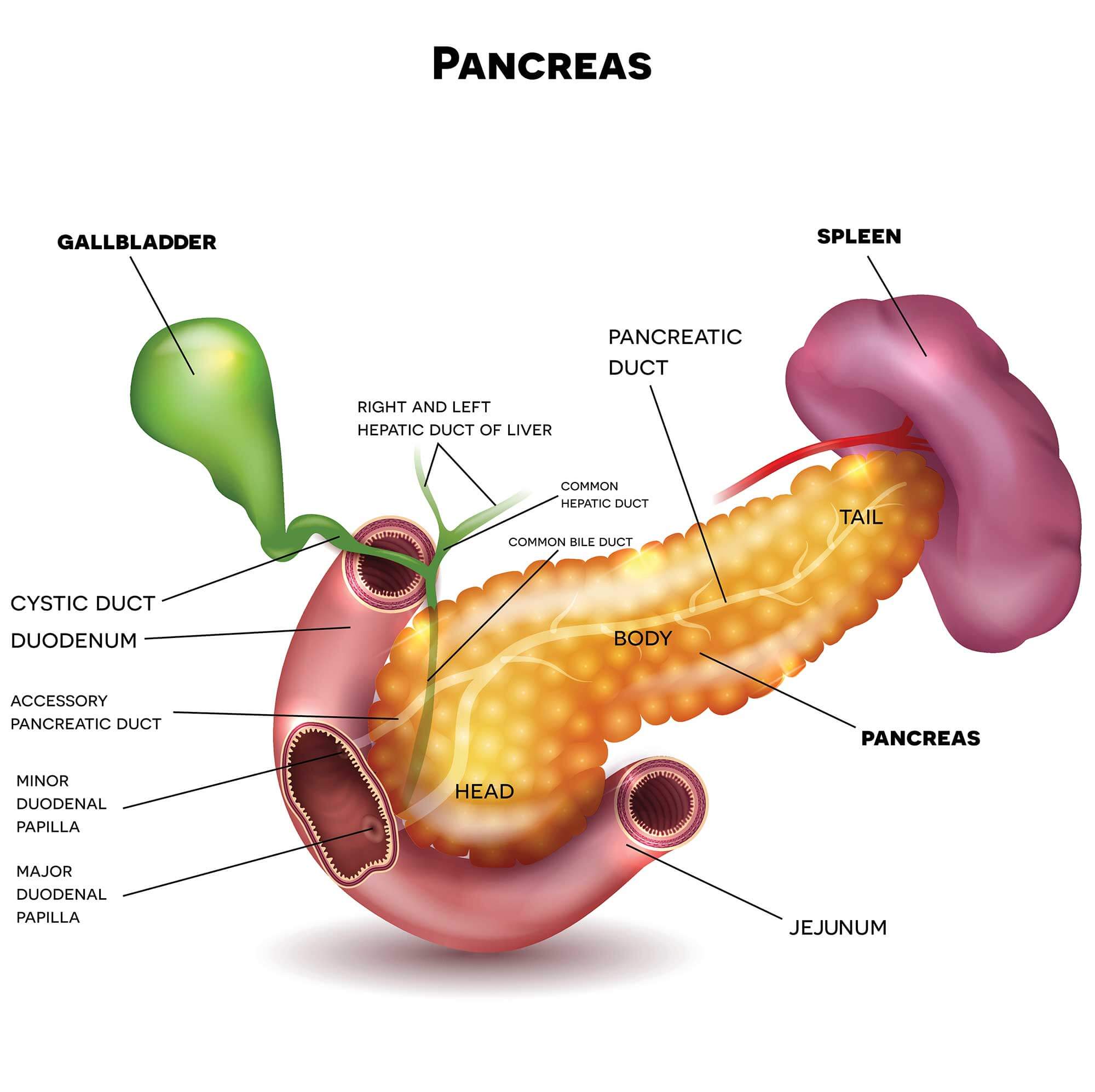 <p>makes digestive enzymes that break down food</p><p>-secretes enyzmes into duodenum</p><p>-alkaline (basic) neutralizes acidic chyme</p>