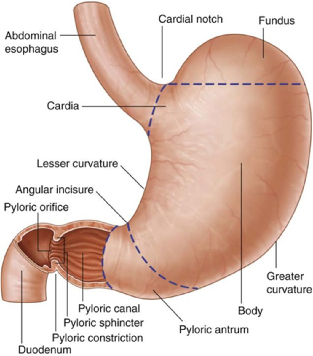 <p>duodenum (first part of small intestine)</p>