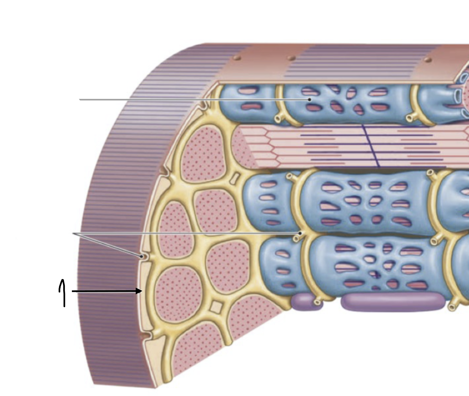 <p>the plasma membrane of skeletal muscle fiber</p>