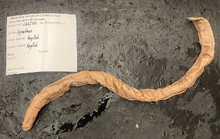 <p>What is the Superclass, Class, and then common name of this vertebrate?</p>