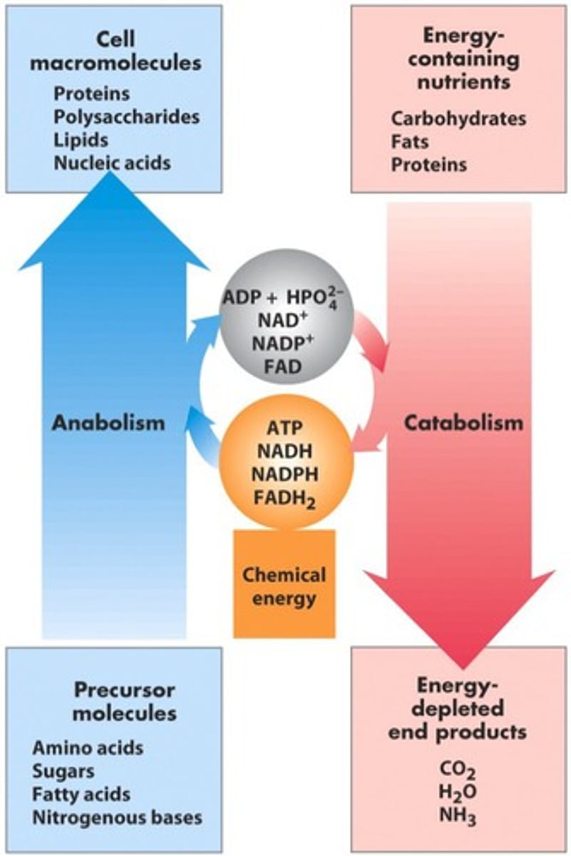 <p>Catabolism: breakdown, releases energy</p><p>Anabolism: synthesis, requires energy</p>