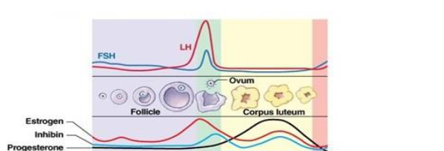 <p>During early to mid follicular phase:</p><ul><li><p>Low amounts of FSH and LH but rising amounts of estrogen.</p></li><li><p>GnRH → LH is secreted → theca cells produce androgens.</p></li><li><p>GnRH → FSH is secreted → granulosa cells to convert androgens to estrogen. </p></li><li><p>FSH → Granulosa cells to make AMH which prevents recruiting more follicles.</p></li><li><p>Estrogen made → inhibits GnRH in negative loop→ Less FSH and LH release → that is why they are low levels.</p></li><li><p>Estrogen made → activates more granulosa proliferation in positive loop → even more estrogen.</p></li></ul><p>Late follicular phase and ovulation:</p><ul><li><p>Follicular cells secreting LH, FSH, estrogen, inhibin, and progesterone.</p></li><li><p>Inhibin → Inhibits FSH in a negative loop → Lower FSH levels. </p></li><li><p>Secreted progesterone makes pituitary more sensitive to GnRH while estrogen increases GnRH release → LH Surge but no FSH surge because of inhibin.</p></li><li><p> LH surge → complete Meiosis I and do ovulation.</p></li></ul><p>Early to mid luteal phase:</p><ul><li><p>Corpus luteum secretes progesterone, inhibin, and estrogen cuz of LH and FSH.</p></li><li><p>All hormones negative loop to inhibit GnRH → decreasing LH and FSH levels.</p></li><li><p>Progesterone and estrogen decrease GnRH pulses.</p></li></ul><p>Late luteal phase:</p><ul><li><p>Low everything.</p></li><li><p>FSH causes new follicles to develop.</p></li><li><p>If no fertilization, corpus luteum dies and estrogen and progesterone levels drop.</p></li></ul><p></p>