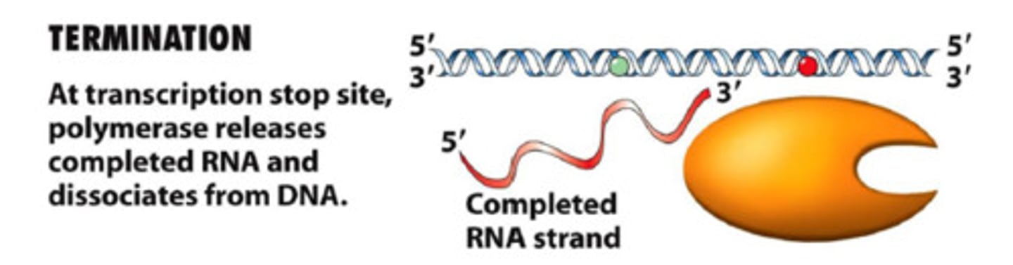 <p>RNA polymerase reaches a terminator sequence (Stop codon) and detaches from the template</p>