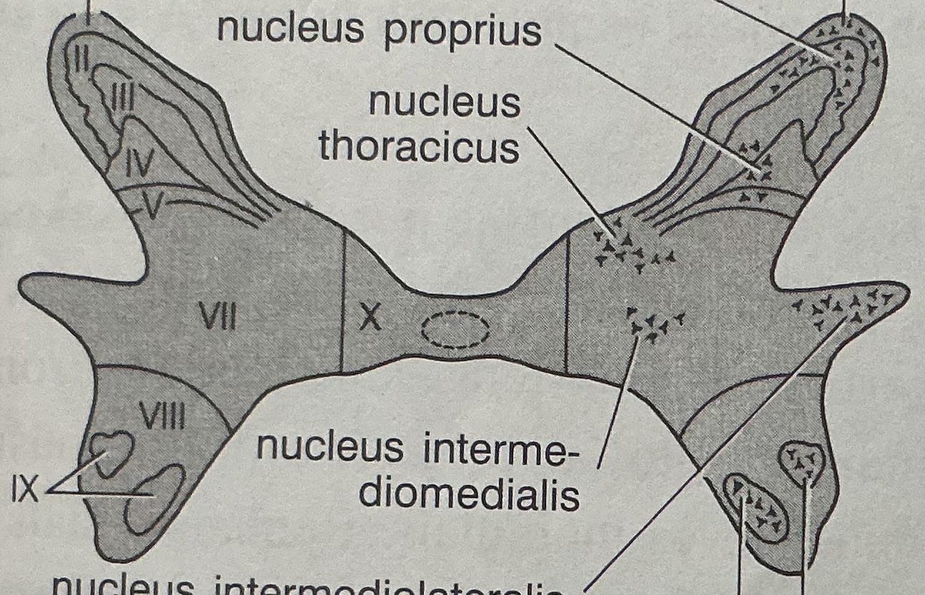 <p>Uzpakaliniame rage I-V - sensorine f</p><p>Tarpineje medz. VI-VII - autonomine f</p><p>Priekiniame rage VIII-IX - motorine f</p><p>X- supa centrini kanala</p>
