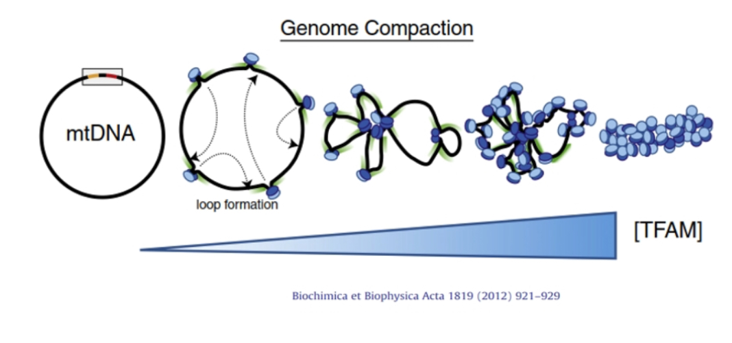<p>Organised into nucleoids containing 1–2 copies each. TFAM acts like a histone equivalent to compact DNA and regulate transcription.</p><p class="has-focus"></p><p class="has-focus"></p>