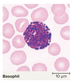 <p>involved with allergies</p><ul><li><p>have purple granules fill cytoplasm</p></li><li><p>secretes histamine  </p><ul><li><p>this causes blood vessels to expand and let more blood flow to an area, causing area to be warm and red (inflammation)</p></li></ul></li><li><p>secretes heparin - </p><ul><li><p>this regulates blood clotting so its easier to get white blood cells to infection </p></li><li><p>you want a happy medium of it</p></li></ul></li></ul><p></p>