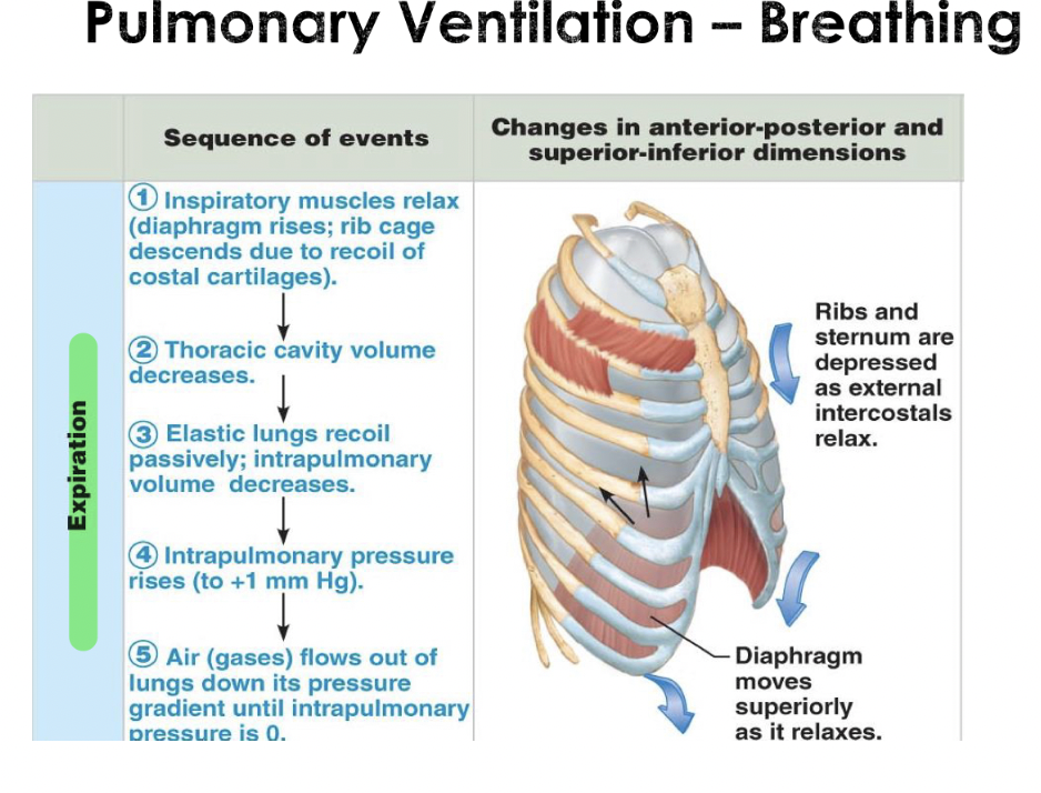 <p>Pulmonary Ventilation Breathing Expiration</p>