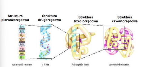 sekwencja, czyli kolejność aminokwasów w łańcuchu białkowym
- zakodowana w DNA
- określa strukturę trzeciorzędową