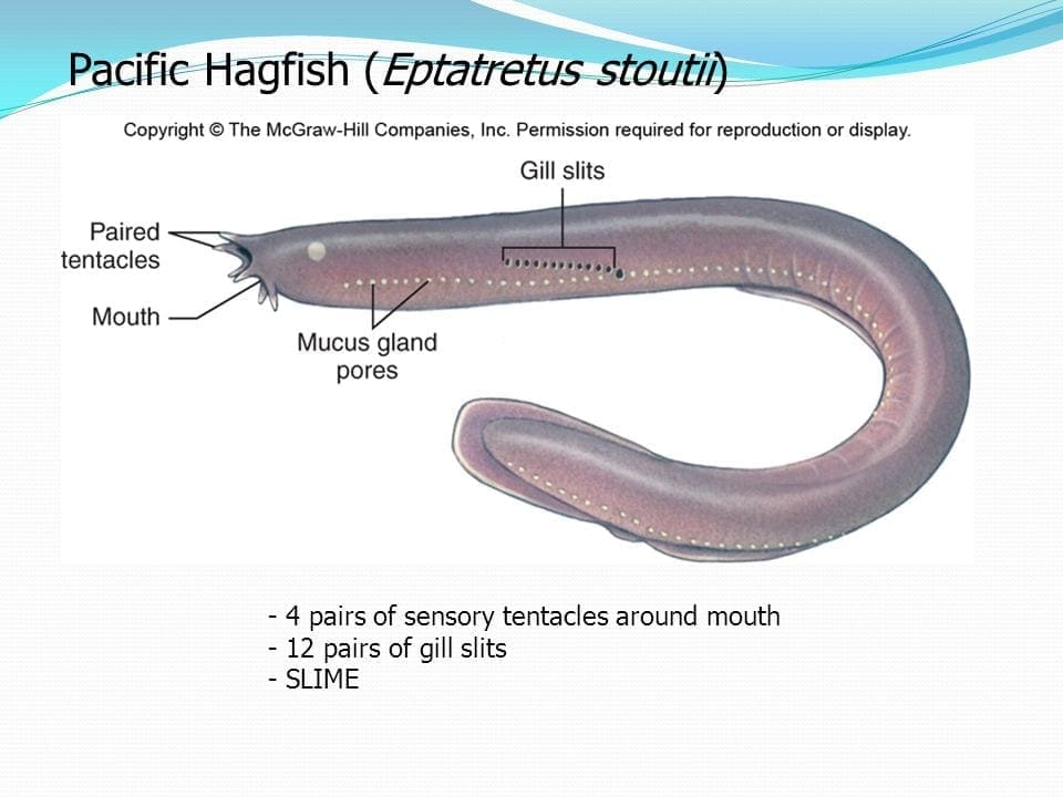 <p>=Hagfish=</p><p>-no eyes</p><p>-teeth on tongue</p><p>-6 tentacles around mouth</p><p>-poorly developed dorsal fins</p><p>-2 nostrils</p><p>-no paired fins</p><p>-SLIME</p>