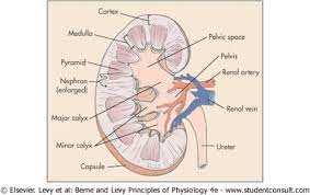 cortex- contains the glomerulus, as well as the Bowman’s capsule, proximal convoluted tubule, and distal convoluted tubule of the nephrons

medulla- contains the loop of Henle and collecting duct of the nephrons

renal vein

renal artery

ureter- carries urine from the kidney to the bladder