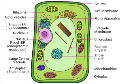 <p>what cell is this </p>