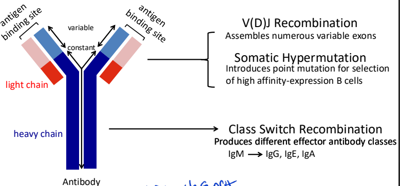 <p>not all DNA breaks are bad some are programmed</p><p>major processes that diversify antibody repertoire</p><ul><li><p class=""><strong>V(D)J Recombination</strong> – Occurs in developing B and T cells to generate diverse antigen receptors. Mediated by the RAG1/2 enzymes, which introduce double-strand breaks (DSBs) in DNA. Assembles numerous variable exons</p></li><li><p class=""><strong>Class Switch Recombination (CSR)</strong> – Allows B cells to switch antibody isotypes (e.g., IgM to IgG) by creating targeted DSBs in immunoglobulin genes, facilitated by Activation-Induced Cytidine Deaminase (AID).</p></li><li><p class=""><strong>Somatic Hypermutation (SHM)</strong> – Introduces point mutations in immunoglobulin genes to enhance antibody affinity, also driven by AID.</p></li></ul><p></p>
