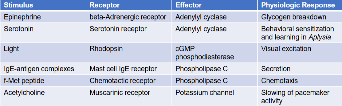 <ul><li><p>molecule that binds to receptor</p></li><li><p>activate receptors that stimulate effectors to give rise to a physiological response</p></li></ul><p></p>
