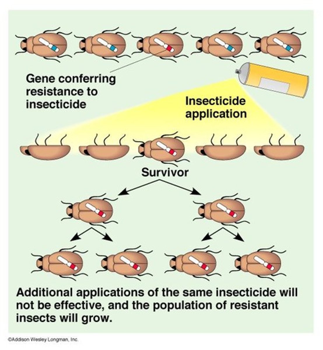 <p>A species of mosquito that has shown global spread of insecticide resistance alleles.</p>