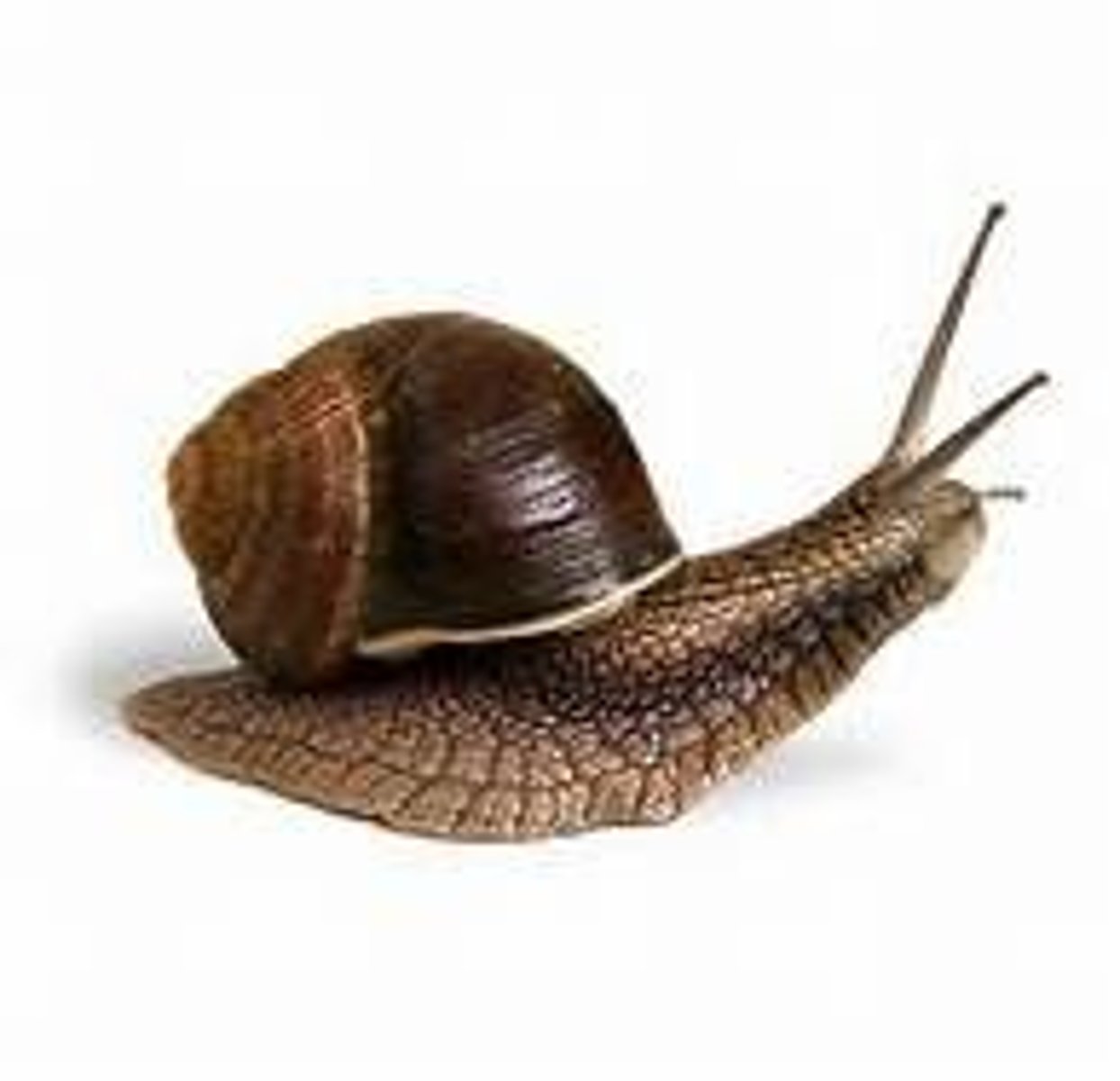 <p>slowly</p>