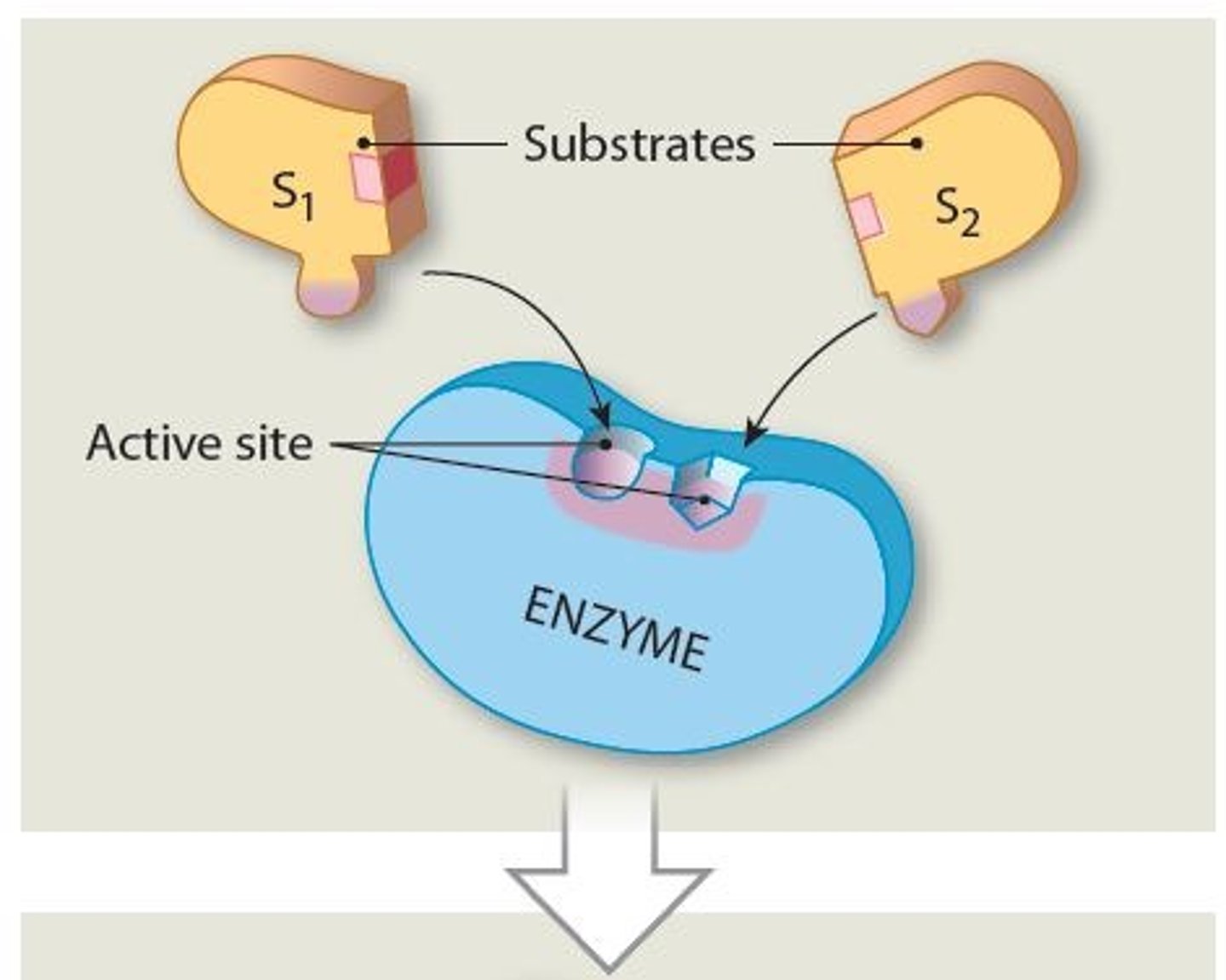 <p>The ability of its active sites to bind only to substrates with particular shapes and charges</p>