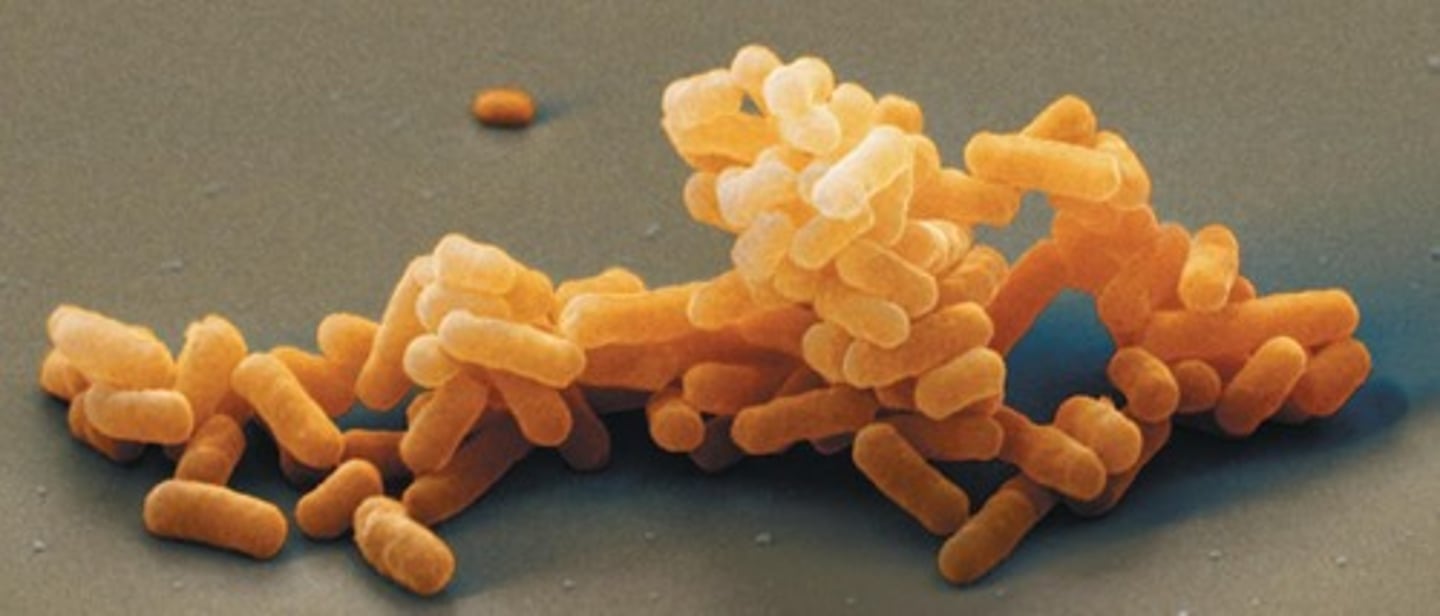<p>The three domains of life are Bacteria, Archaea, and Eukarya.</p>