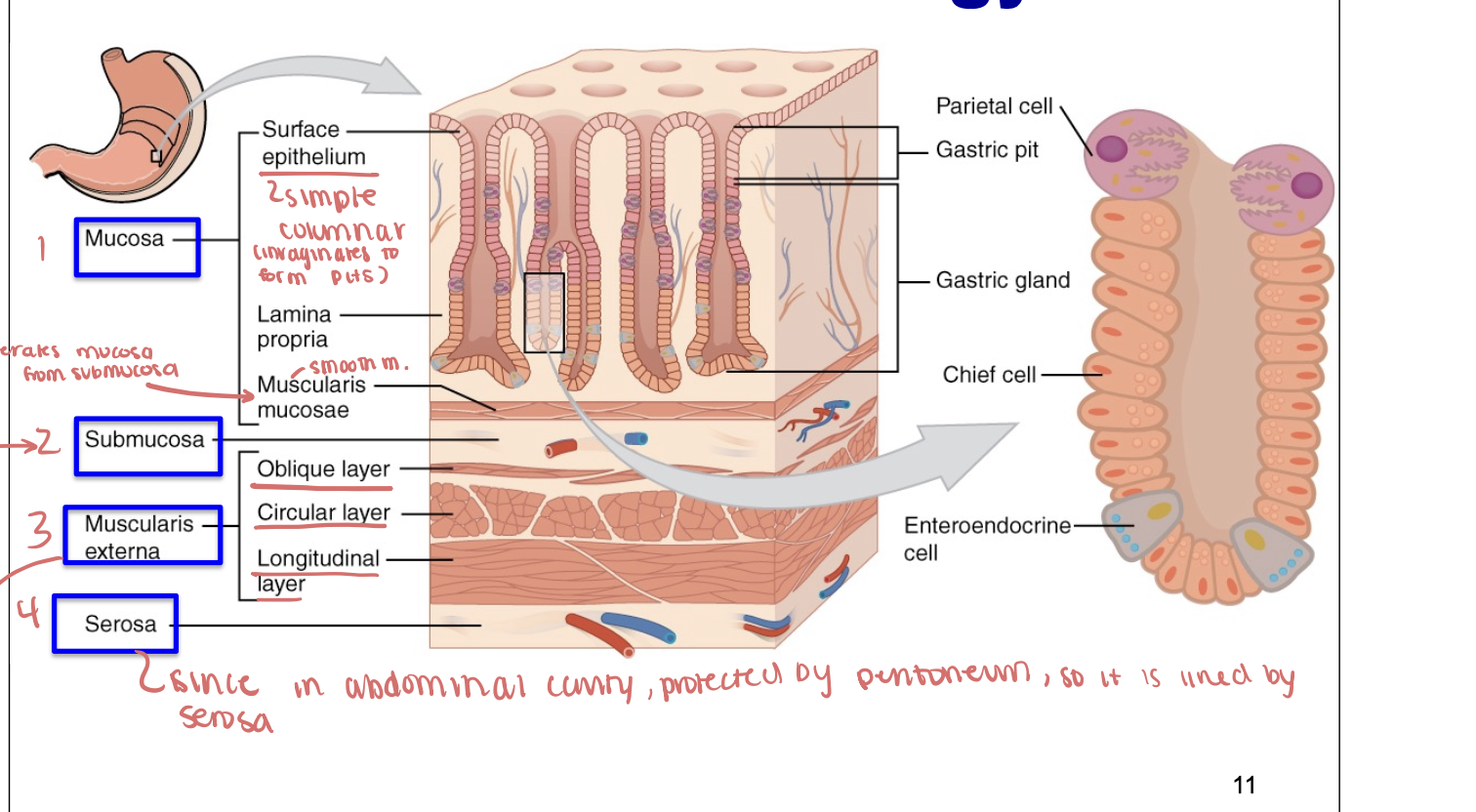 knowt flashcard image