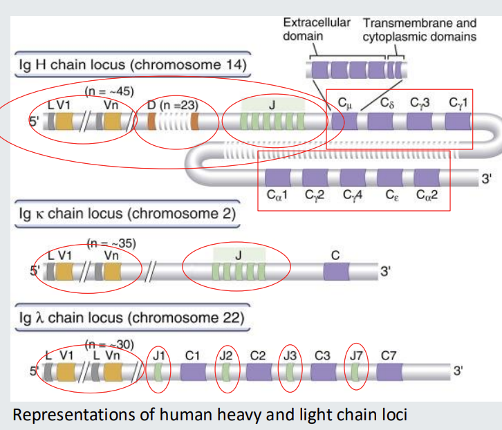 <ul><li><p>Immunoglobulin variable region <strong>genes <em>before </em></strong>commitment to become a B cell comprise multiple alternatives for each of <strong>V (Variable), D (Diversity) and J (Joining) segments.</strong></p></li><li><p><strong>in heavy chain locus there are 45 different options for V </strong>- different sequences but all code for V </p></li><li><p>23 different options for D </p></li><li><p>6 different options for J </p></li><li><p>then there are different constant regions </p></li></ul><p></p>