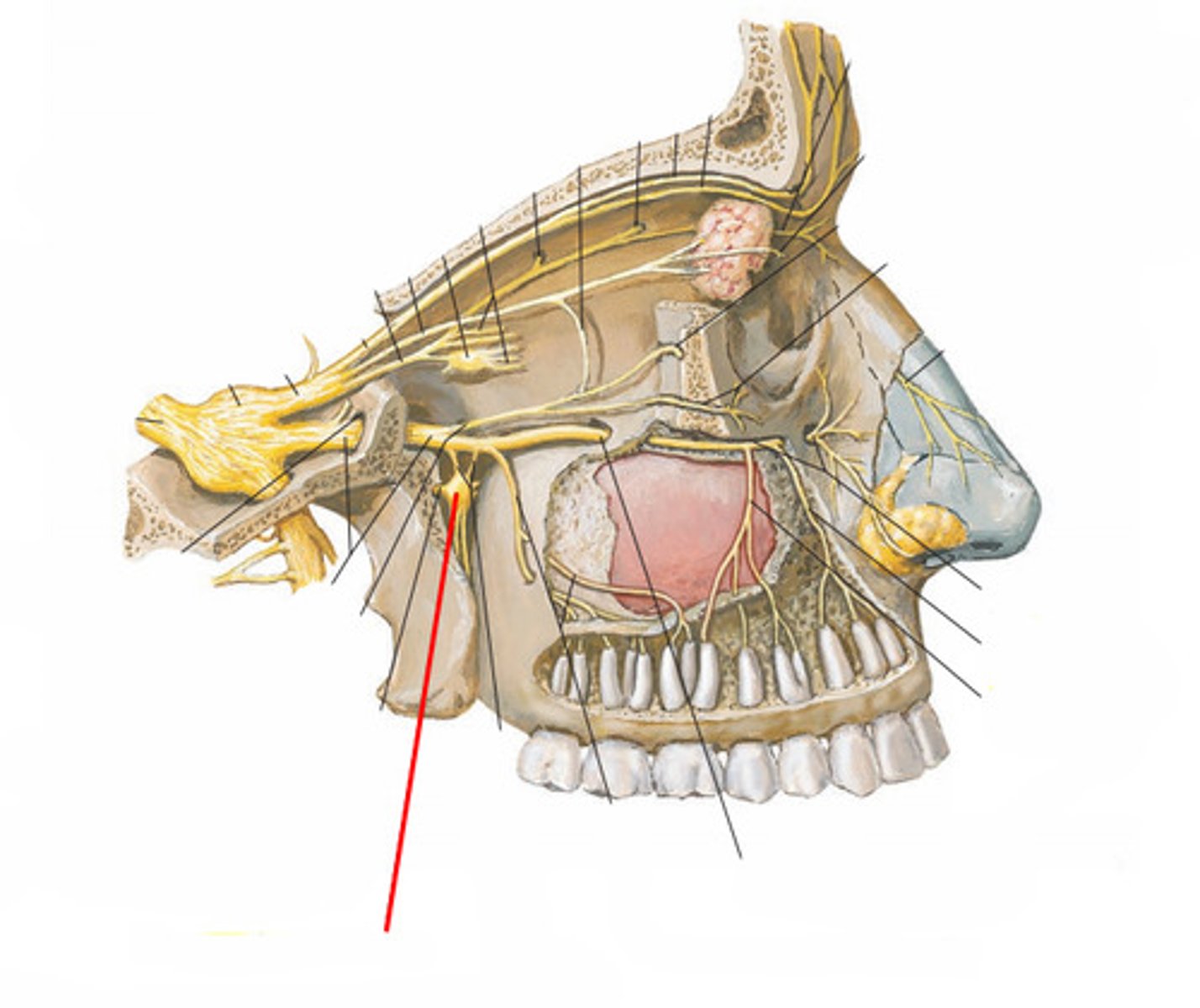 <p>nasopalatine nerve</p><p>greater and lesser palatine nerve</p><p>posterior superior/inferior lateral nasal nerves</p><p>pharyngeal nerves</p>
