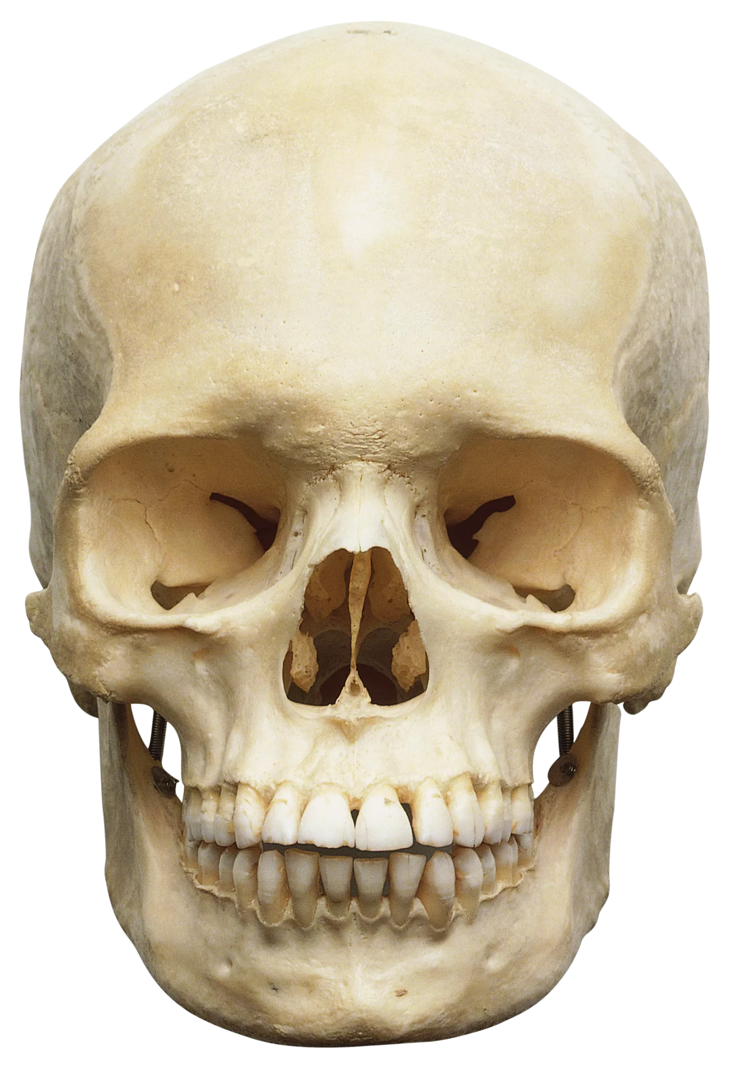 <p>the skull</p>