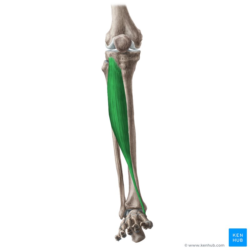 <p>F: dorsiflexes the foot at the talocrural joint and inverts it at the subtalar joint</p>