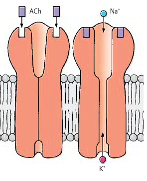 - open when a neurotransmitter latches onto its receptors