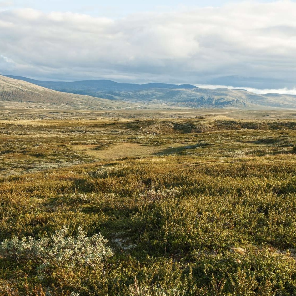 <p>Quel mot désigne une vaste plaine froide et sans arbres, couverte de mousses, lichens et herbes, qu’on trouve dans les régions arctiques ?</p>