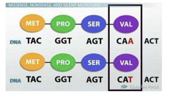 <p>change in a sequence does not change the amino acid sequence of the protein</p>