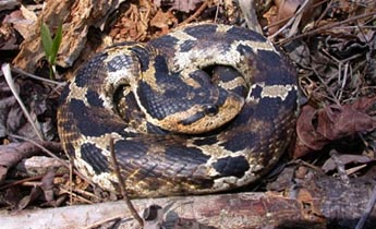 <p><span>Sometimes called “puff adders,” these snakes are thick-bodied snakes that reach about 46 in (115 cm) long. These snakes are easily distinguished by their upturned snouts, but they are variable in color. The background color can be yellow, gray, brown, green, or black and often patterned with large, rectangular spots down the middle of the back that may resemble eyespots. The scales of this snake are keeled and the underside of the tail is usually lighter than the rest of the venter. The females of this species have a tail that has a fine taper to the end of the tail, while the males have a slight bulge near the cloaca and the tail then tapers off drastically. When confronted, the hognose snake will suck in air; spread the skin around its head and neck (like a cobra), hiss, and lunge pretending to strike. Eventually, they will even play dead, rolling on their back and opening their mouth. Often, these displays alone are enough to identify this species. Despite this fairly convincing show, these snakes almost never bite.</span></p>