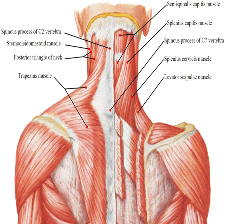 <ul><li><p>Superficial — trapezius and splenius muscles</p></li><li><p>Deep — transversospinalis muscles</p></li></ul><p></p>