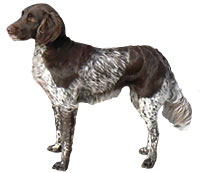 <p>Origin: Germany</p><p>Height range: 20-21 in</p><p>Weight range: 40-60 lb</p><p>Life span: 13-14 years</p>
