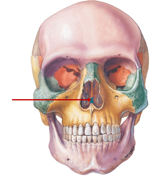 <p>Posterior portion of septum</p>