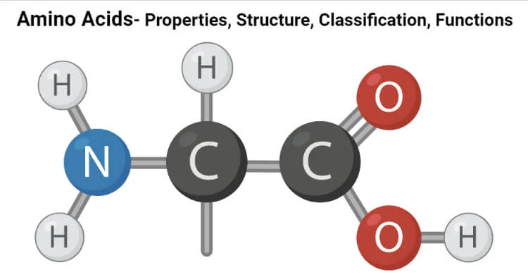 <p>organic molecules with carboxyl and amino groups</p><p>r group determines its properties</p><p>It is a monomer</p>