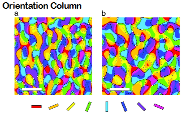 <p>columnar structure for orientation and ocular dominance.</p>