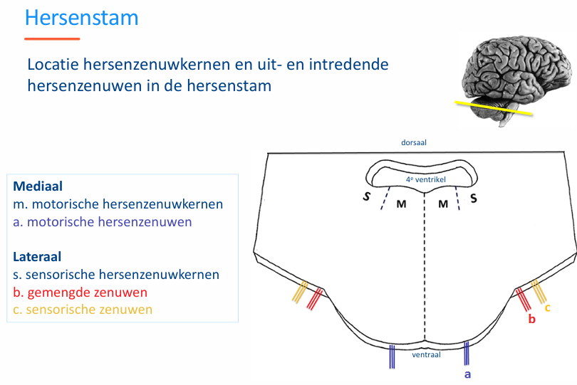 <ul><li><p>grijze kernen van de hersenstam</p></li></ul><p>Sensibele zijn het meest lateraal. de gemengde zijn tussen motorisch en sensibel in</p><p>4e ventrikel.</p>