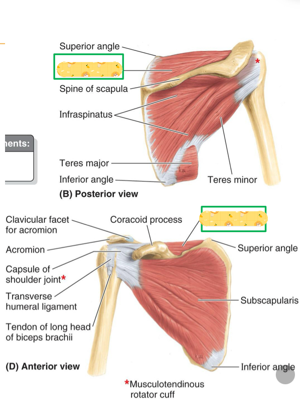 <p>Origin: Supraspinous fossa of scapula</p><p>Insertion: Greater tubercle</p><p>Action: Initiates arm abduction, stabilizes glenohumeral joint</p><p>Innervation: subscapular nerve</p>