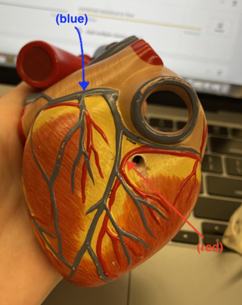 <p>what is the red arrow referring to</p>