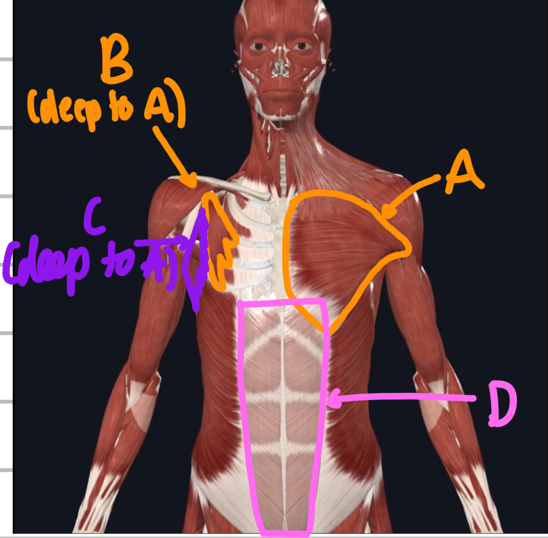 <p>Name these anterior trunk muscles. </p>