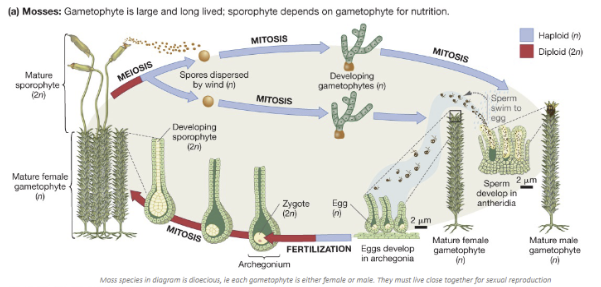 <ol><li><p>sporophyte stage (diploid): grows our of gametophyte bed</p></li><li><p>sporophyte produces spores (haploid) via meiosis, released and disperse by wind</p></li><li><p>spores (haploid) land, germinate and grow gametophytes (haploid) via mitosis </p></li><li><p>gametophytes produce gametes (haploid) via mitosis. when enough water, males swim through water columns to find females</p></li><li><p>when found, fertilization occurs and sporophyte (diploid) stage grows</p></li></ol><p></p>