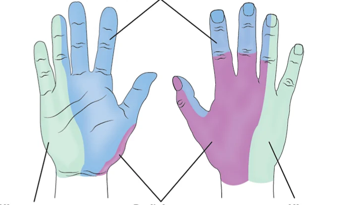 <p>What nerve is with Blue?</p>