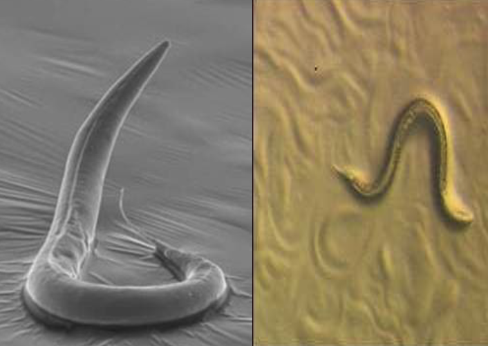 <ul><li><p><span style="color: rgb(255, 255, 255);"><span>Easy to grow on agar plates and is a non-pathogenic roundworm</span></span></p></li><li><p><span style="color: rgb(255, 255, 255);"><span>Comprised of a limited number of cells (about 1000)</span></span></p></li><li><p><span style="color: rgb(255, 255, 255);"><span>Translucent – can optically section through organism</span></span></p></li><li><p><span style="color: rgb(255, 255, 255);"><span>Stable mutants of C. elegans are available for study</span></span></p></li><li><p><span style="color: rgb(255, 255, 255);"><span>All cells have been coded with a cell specific letter/number code</span></span></p></li><li><p><span style="color: rgb(255, 255, 255);"><span>Cell division/differentiation patterns can be predicted and always follow the same pattern</span></span></p></li></ul><p></p>