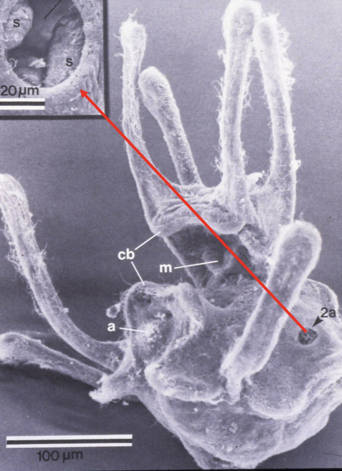 <p>Sand dollar larva<br>- has vestibule which allows juvenile sand dollar form<br>M= mouth<br>A= anus<br>Cb= ciliary bands<br>2a= vestibule<br>S= vestibule with adult sand dollar</p>