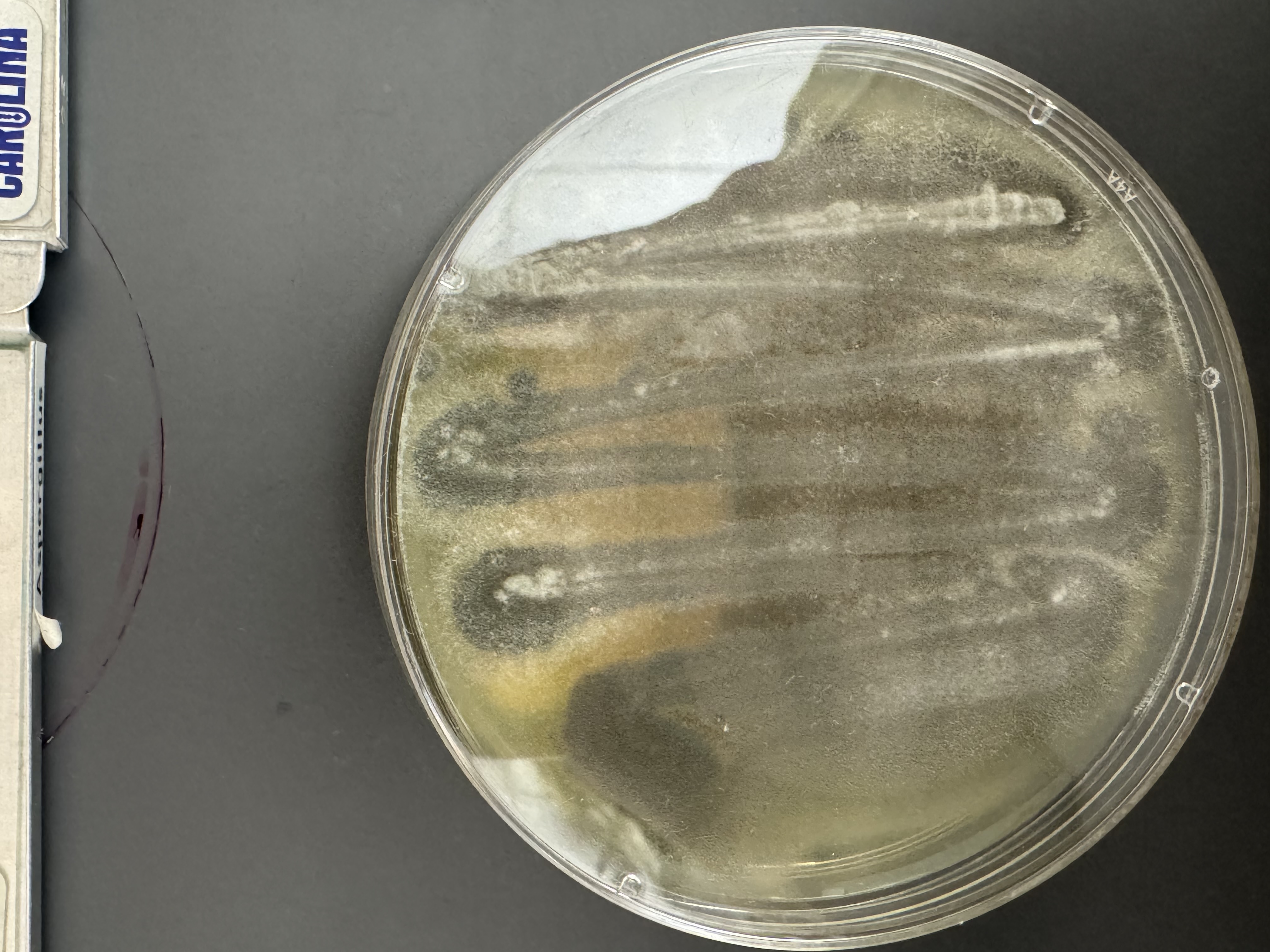 <p>Penicillium notatum</p>