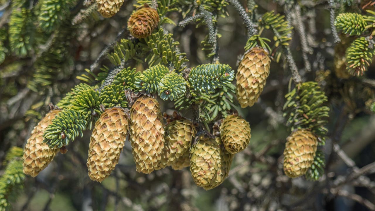 <p>½ inch needle, cones on terminal bud, dark green. whorled</p>