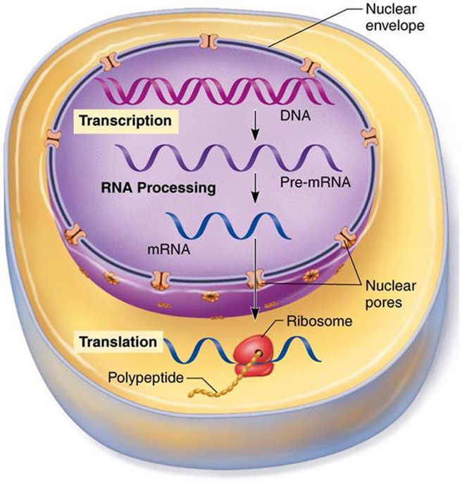 <p>DNA information coded in mRNA</p><p>Has 3 phases:</p><p>– Initiation</p><p>– Elongation</p><p>– Termination</p>