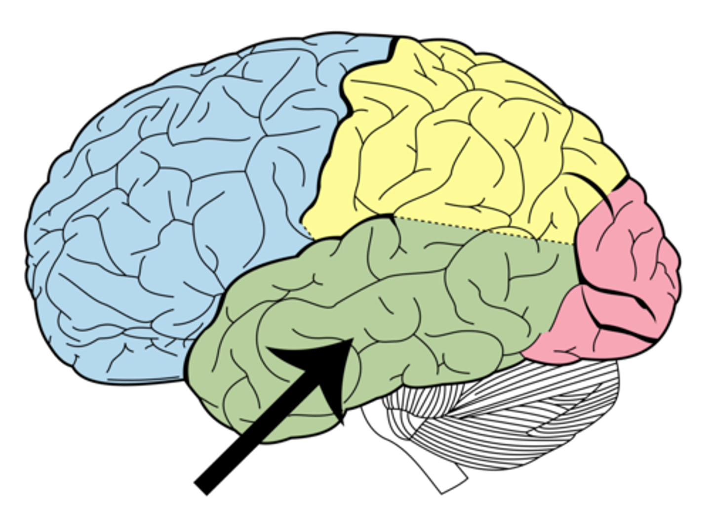 <p>hörsel, språkförståelse, minne och känslor</p>
