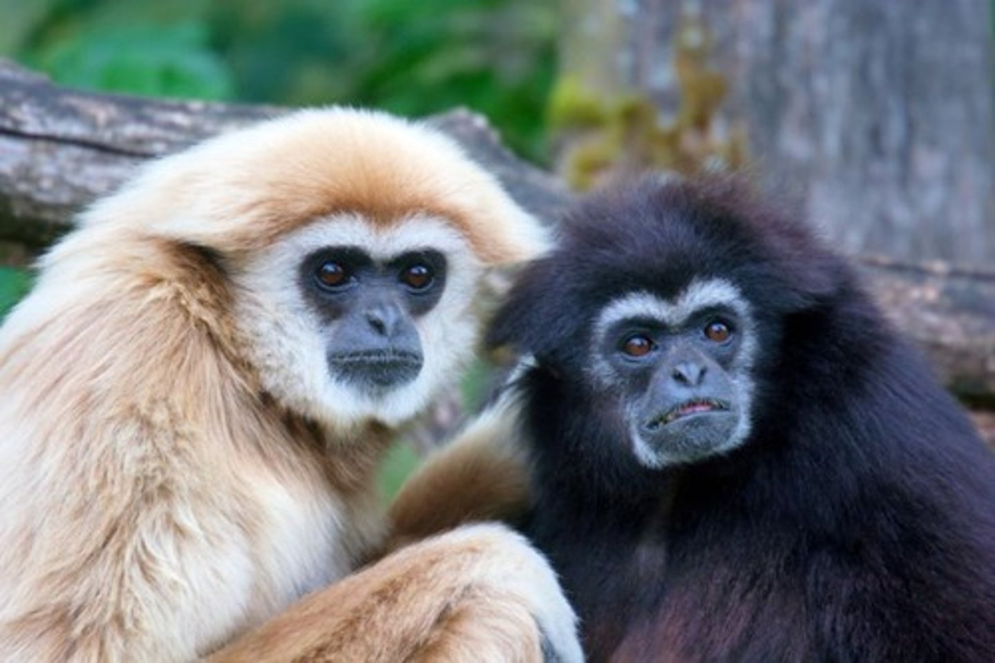 <p>Slender, long fore limbs, short hind limbs, no tails, long-term pair bonds, frugivores</p>